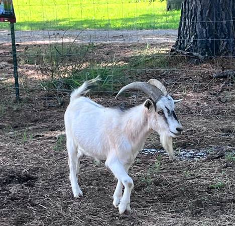 Nigerian dwarf mix castrated 1