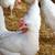Zombie hatching eggs 2 thumbnail