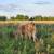 Heifer 2 thumbnail