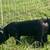 3 Breeding Gilts/Feeder Pigs 2 thumbnail