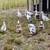 Ducks 5 thumbnail
