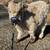 Mini Calf 1 thumbnail