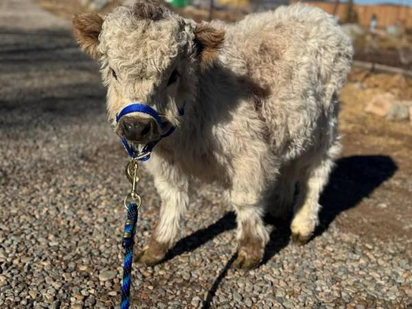 Mini Calf 1