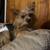 Male Yorkie 1 thumbnail