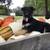 German shepherd pups 1 thumbnail