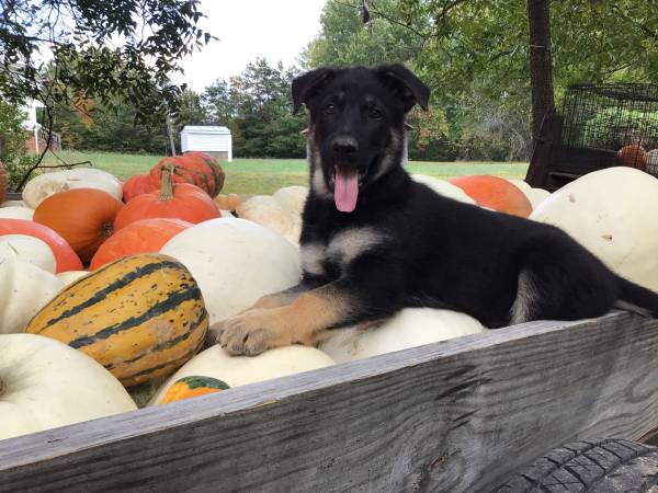 German shepherd pups 1