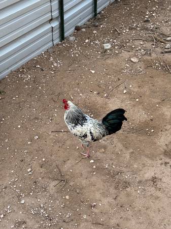 Rooster 1