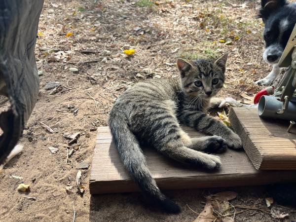 Kittens 1
