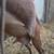 Goats (herd) 6 thumbnail