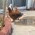 Chickens / Gallinas / Gallos / Hens / Roosters 5 thumbnail