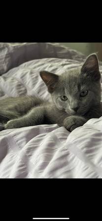 Cute & Cuddly Kittens Ready for Home! (Cincinnati)63925118862850121