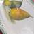 LARGE Platters Vintage Italian w FRUIT PAINTINGS 7 thumbnail
