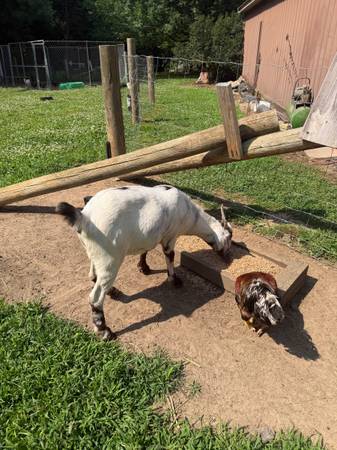Goats 1