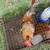 Roosters-Easter Egger 4 thumbnail