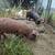 Feeder pigs 8 thumbnail