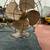 Vintage electric fans lot of 3, Mcgraw Zero*General Electric*Zip 5 thumbnail