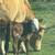 Grazing pasture needed 1 thumbnail