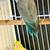 Parrotlets pair for sell( macaw, cockatoo, birds, eclectus,parak 7 thumbnail