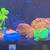 Various colors chalice coral frag 3 thumbnail