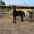 Warlander colt, Potro Warlander 1 thumbnail