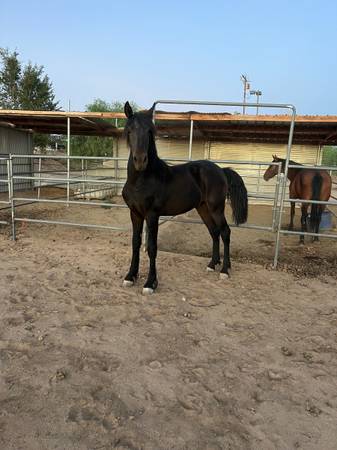 Warlander colt, Potro Warlander 1