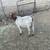 Boar goat 1 thumbnail