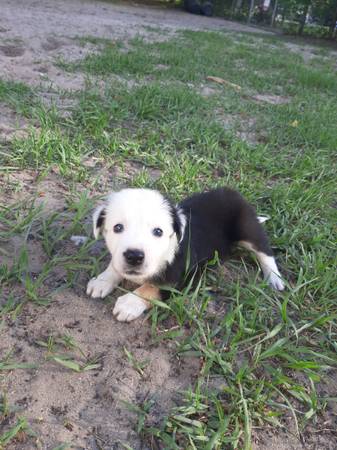 Perros pastor de frontera ABCA492009101219614722