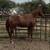 2024 AQHA Registered Stallion 5 thumbnail