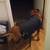 Dog lifting harness 2 thumbnail