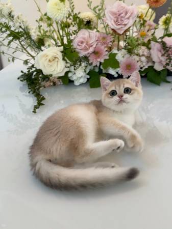 Gatita gris y crema (Seattle)63869711732609122