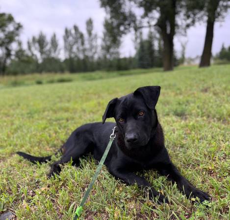German Shepherd-Lab $75 (Hawley)63806663281793120