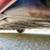 Excellent condition mechanically and cosmetically with updated 3.2 ltr 23 thumbnail