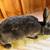 Rex Rabbit 4 thumbnail