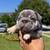 Frenchie 2 thumbnail
