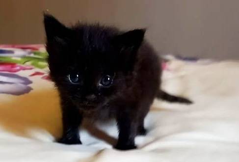 Free kitten needs a home 1