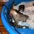Puppies for sale! 2 thumbnail