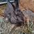 Rabbits 2 thumbnail