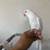 Indian ringneck 4 thumbnail