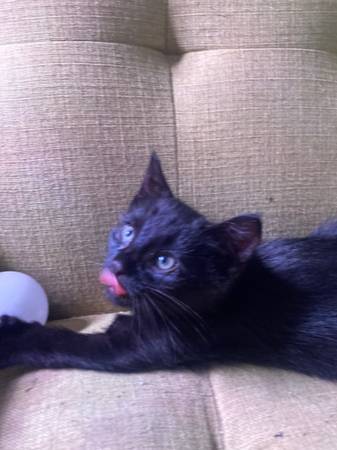 1 Female Kitten available (CLIFTON HEIGHTS)63975492258051120
