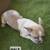 French bulldogs fluffy carrier 11 thumbnail