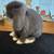 Holland lop 1 thumbnail