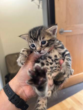 Bengal Kittens! (Santa fe)63822829930243123