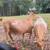 Pair Nigerian Dwarf Goats (Doe,Wether) Blue Eyed Moon-spotted 5 thumbnail