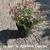 Plants 1 thumbnail