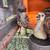 Emu Chicks 2 thumbnail
