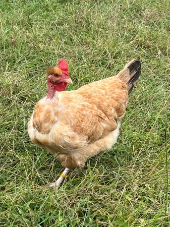 Turken pullets & hens 1