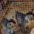 Barn Kittens 2 thumbnail