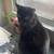 MISSING BLACK CAT SINCE AUGUST 1 6 thumbnail