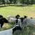 Dorper lambs 1 thumbnail