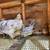 Coop ready pullets 4 thumbnail